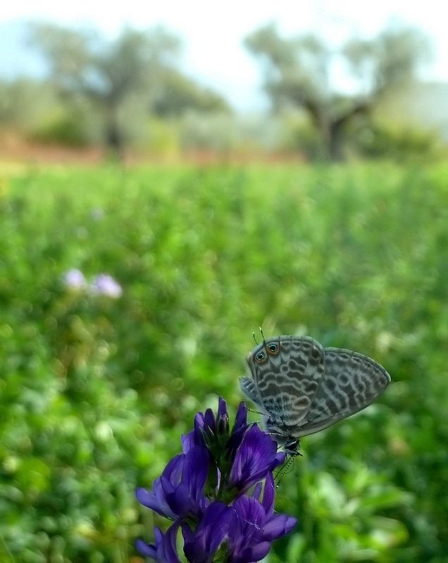 farfalle e uliveti